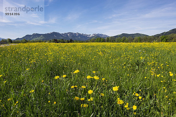 Frühlingswiese mit Löwenzahn und Hahnenfuß  Brauneck und Benediktenwand  Wackersberg  Isarwinkel  Oberbayern  Bayern  Deutschland  Europa