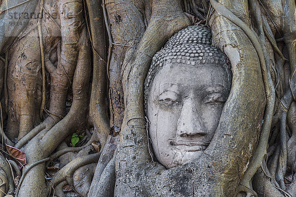 Kopf einer Buddha Statue  von Wurzeln einer Würgefeige (Ficus religiosa) eingewachsen  Wat Mahathat  Ayutthaya  Zentral Thailand
