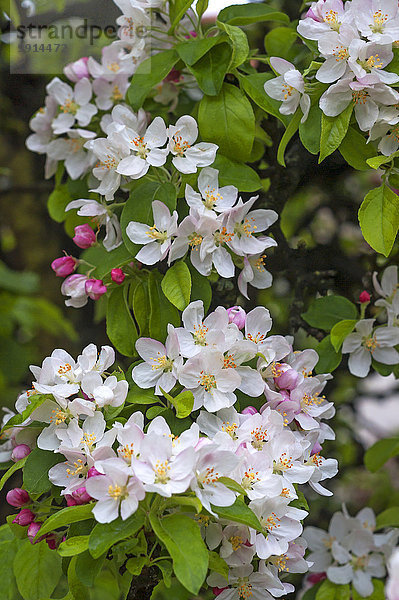 Apfelblüte (Malus sp.)  Franken  Bayern  Deutschland  Europa