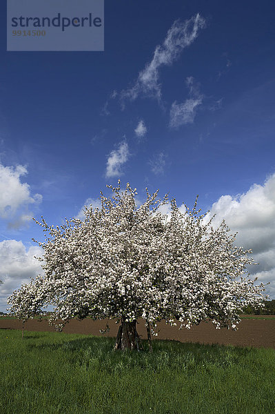Blühender Apfelbaum (Malus domestica)  Bayern  Deutschland  Europa