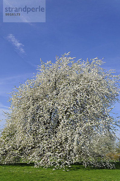 Kirschbaum (Prunus sp.) in voller Blüte  Nordrhein-Westfalen  Deutschland  Europa