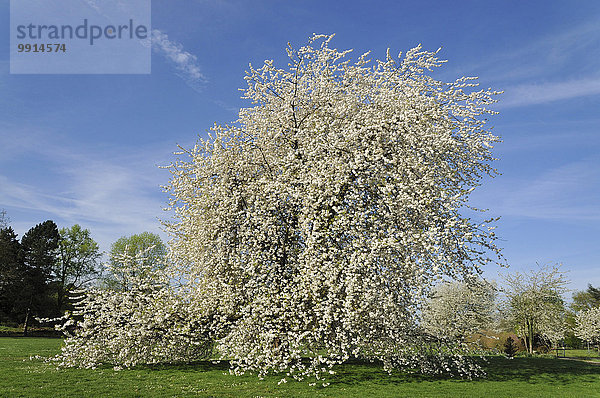 Kirschbaum (Prunus sp.) in voller Blüte  Nordrhein-Westfalen  Deutschland  Europa