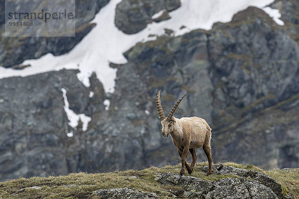 Alpensteinbock (Capra Ibex)  Nationalpark Hohe Tauern  Kärnten  Österreich  Europa