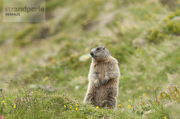 Alpenmurmeltier (Marmota marmota)  Tirol  Österreich  Europa