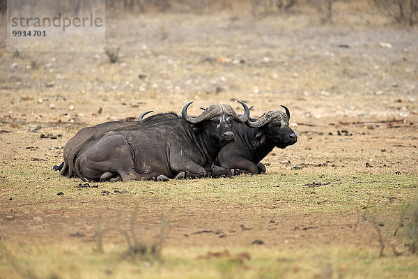 Kaffernbüffel (Syncerus caffer)  Paar ruhend  Krüger Nationalpark  Südafrika