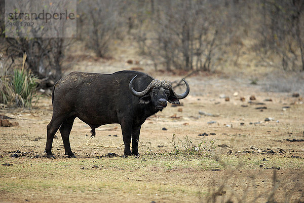 Kaffernbüffel (Syncerus caffer)  adult  Krüger Nationalpark  Südafrika