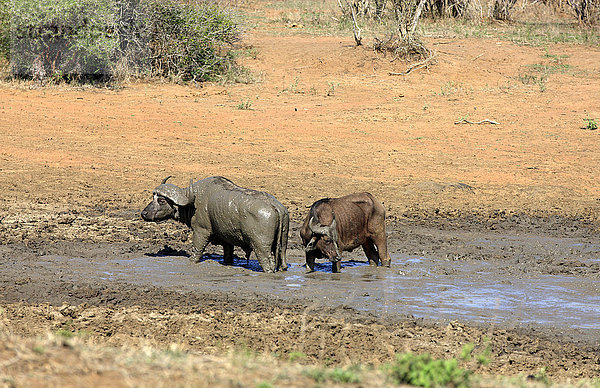 Kaffernbüffel (Syncerus caffer)  Paar im Schlamm  Krüger Nationalpark  Südafrika