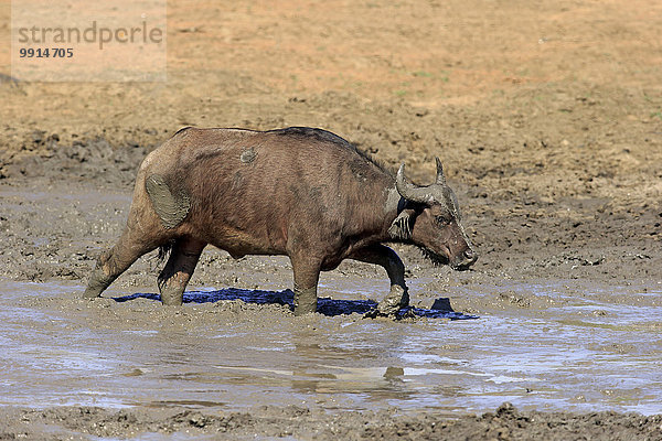 Kaffernbüffel (Syncerus caffer)  adult  im Schlamm  Krüger Nationalpark  Südafrika