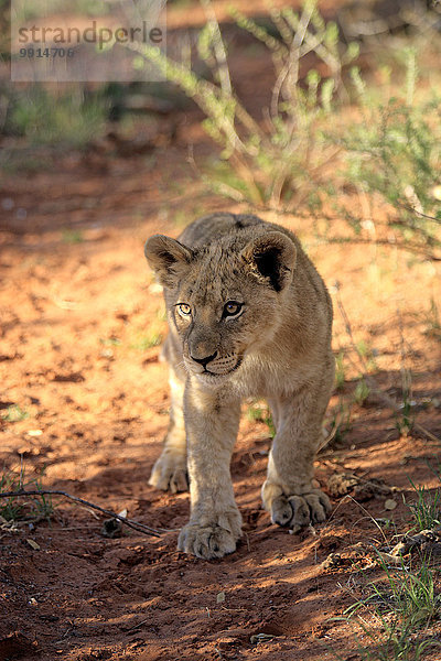 Löwe (Panthera leo)  Jungtier  vier Monate  Tswalu Game Reserve  Kalahari  Südafrika