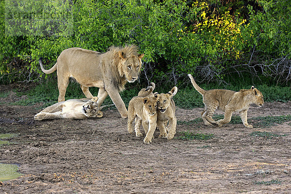 Löwen (Panthera leo)  Rudel mit Jungtieren  vier Monate  Tswalu Game Reserve  Kalahari  Südafrika