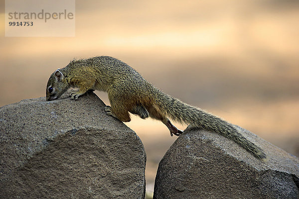 Smith-Buschhörnchen  Gelbfußhörnchen oder Gelbfußbuschhörnchen (Paraxerus cepapi)  adult  auf Felsen  Krüger-Nationalpark  Südafrika