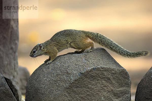 Smith-Buschhörnchen  Gelbfußhörnchen oder Gelbfußbuschhörnchen (Paraxerus cepapi)  adult  auf Felsen  Krüger-Nationalpark  Südafrika