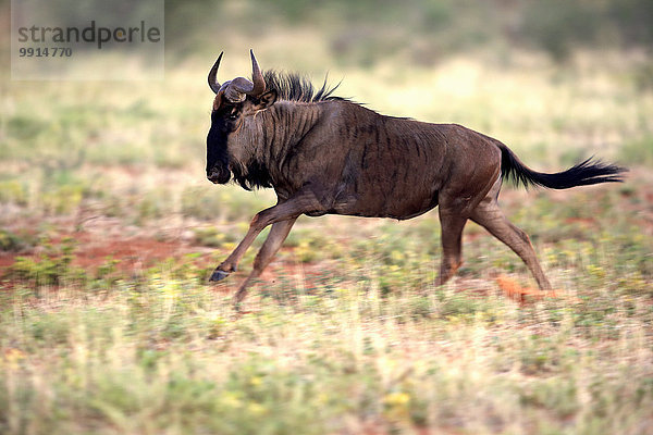 Streifengnu (Connochaetes taurinus)  adult  laufend  Tswalu Game Reserve  Kalahari  Nordkap  Südafrika