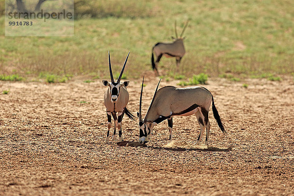 Südafrikanische Spießböcke (Oryx gazella)  adultes Paar  Tswalu Game Reserve  Kalahari  Nordkap  Südafrika