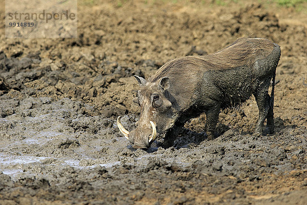 Warzenschwein (Phacochoerus aethiopicus)  adult  bei Schlammbad  Krüger-Nationalpark  Südafrika