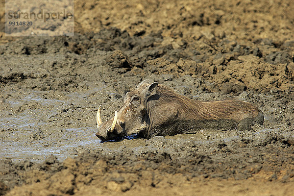 Warzenschwein (Phacochoerus aethiopicus)  adult  im Schlammbad  Krüger-Nationalpark  Südafrika