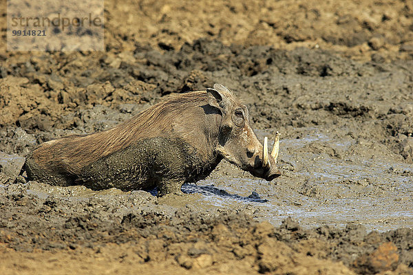 Warzenschwein (Phacochoerus aethiopicus)  adult  im Schlammbad  Krüger-Nationalpark  Südafrika