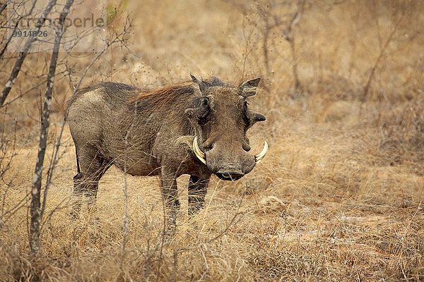 Warzenschwein (Phacochoerus aethiopicus)  adult  Krüger-Nationalpark  Südafrika