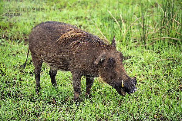 Warzenschwein (Phacochoerus aethiopicus)  adult  fressend  Isimangaliso Wetland Park  Kwazulu Natal  Südafrika