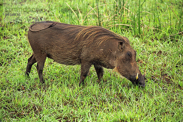 Warzenschwein (Phacochoerus aethiopicus)  adult  fressend  Isimangaliso Wetland Park  Kwazulu Natal  Südafrika