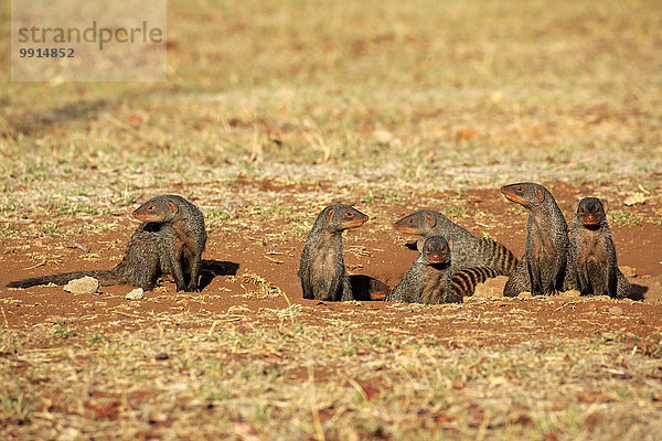 Zebramangusten (Mungos mungo)  Mangustenfamilie mit Jungtieren  am Bau  Krüger-Nationalpark  Südafrika