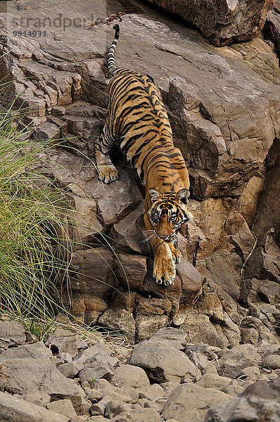 Ein junger Bengal-Tiger (Panthera tigris tigris)  Ranthambhore-Nationalpark  Rajasthan  Indien  Asien