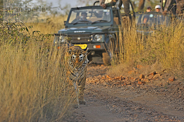 Touristen-Fahrzeuge folgen einem Bengal-Tiger (Panthera tigris tigris) auf einer Safari  Ranthambhore-Nationalpark  Rajasthan  Indien  Asien