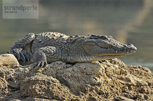 Straßenräuber Krokodil oder Indian Marsh Crocodile (Crocodylus palustris) in der Sonne auf einem Felsen im Fluss Chambal  Rajasthan  Indien  Asien