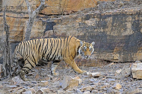 Bengal-Tiger (Panthera tigris tigris) mit Radiohalsband vor einer Felswand  Ranthambhore-Nationalpark  Rajasthan  Indien  Asien