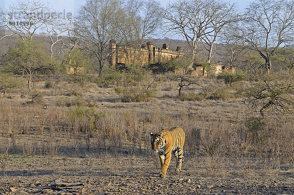 Bengal-Tiger (Panthera tigris tigris) im Habitat  hinten das Ranthambore Fort  Ranthambhore-Nationalpark  Rajasthan  Indien  Asien