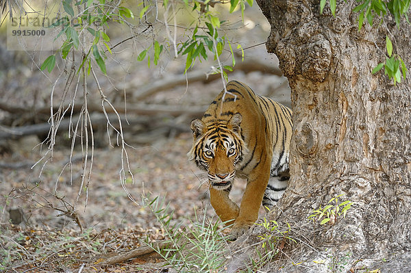 Bengal-Tiger (Panthera tigris tigris) durchstreift den Trockenwald  Ranthambhore-Nationalpark  Rajasthan  Indien  Asien