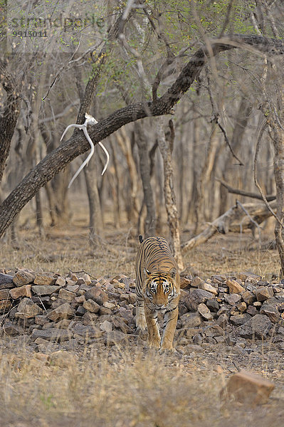 Bengal-Tiger (Panthera tigris tigris)  Ranthambhore-Nationalpark  Rajasthan  Indien  Asien