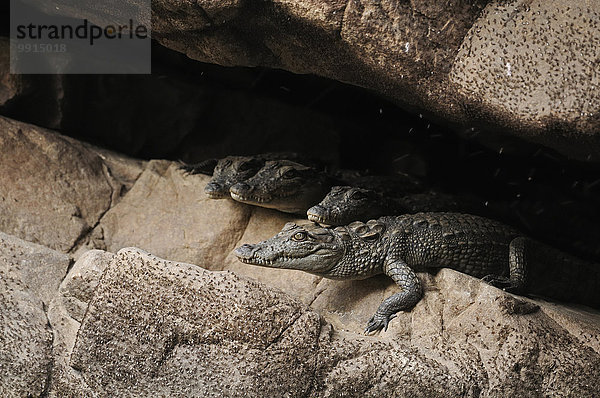 Zwei kleine Sumpfkrokodile (Crocodylus palustris) ruhend in einer niedrigen Höhle  Ranthambhore-Nationalpark  Rajasthan  Indien  Asien