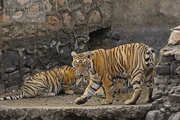 Königstiger oder Bengal-Tiger (Panthera tigris tigris)  Tigerin mit Jungtieren  an einem Damm  Ranthambhore-Nationalpark  Rajasthan  Indien  Asien