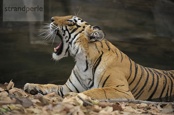Königstiger oder Bengal-Tiger (Panthera tigris tigris)  Tigerin  ruhend und gähnend  Ranthambhore-Nationalpark  Rajasthan  Indien  Asien