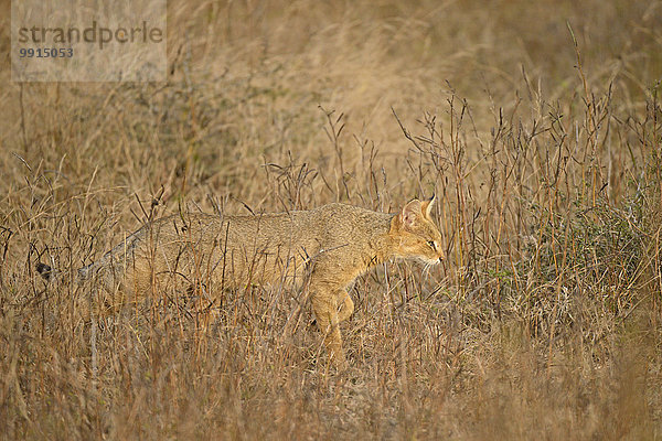 Rohrkatze (Felis chaus)  Ranthambhore-Nationalpark  Rajasthan  Indien  Asien