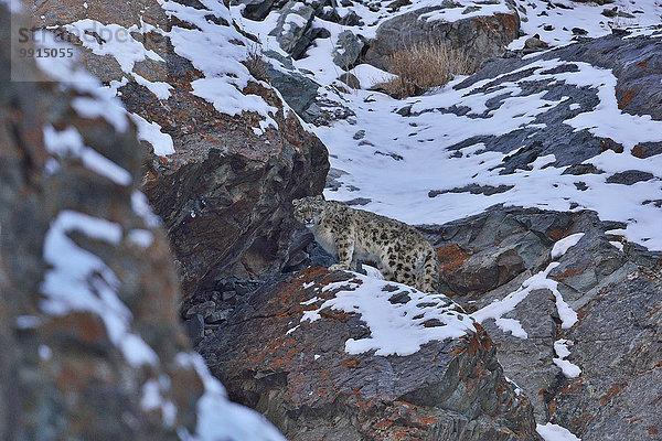 Schneeleopard oder Irbis (Panthera uncia  Uncia uncia) läuft an felsigem Hang  Hemis Nationalpark  Ladakh  Indien  Asien