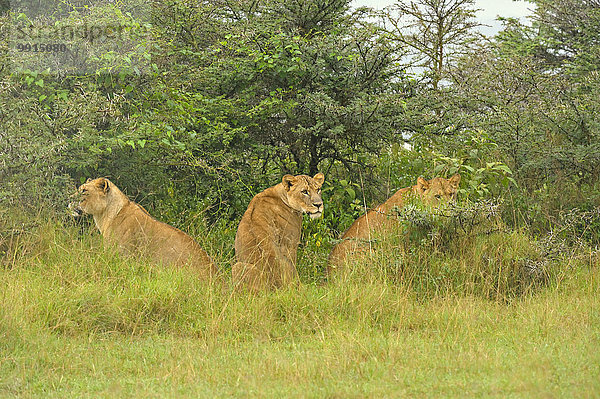 Löwen (Panthera leo)  Löwenrudel im Regen in Graslandschaft  Lake-Nakuru-Nationalpark  Kenia  Afrika