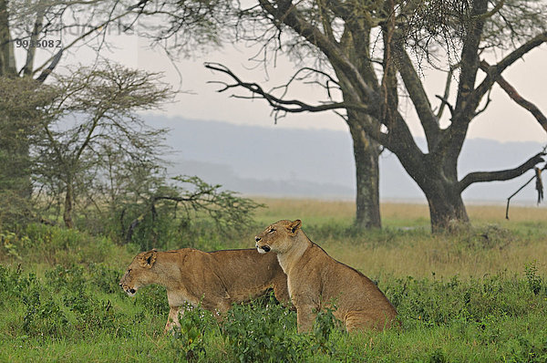 Zwei Löwinnen (Panthera leo) im Regen  Lake-Nakuru-Nationalpark  Kenia  Afrika