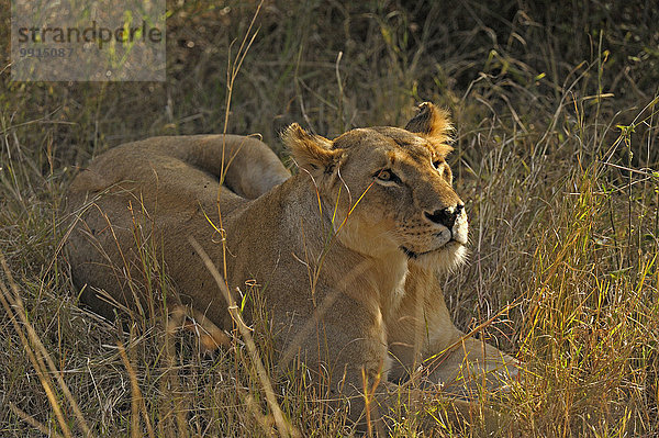 Löwin (Panthera leo) im Grasland  Masai Mara National Reserve  Kenia  Afrika