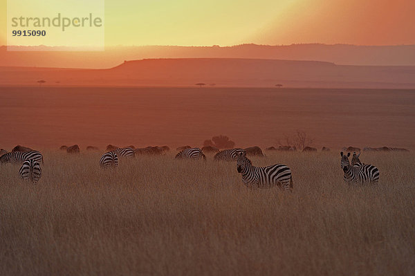 Steppenzebras (Equus quagga) im Gras im Abendlicht  Masai Mara National Reserve  Kenia  Afrika