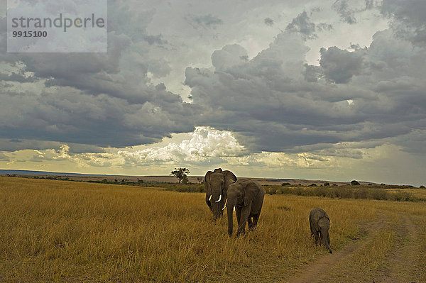 Familie Afrikanischer Elefanten (Loxodonta africana) in der Prärie  Masai Mara National Reserve  Kenia  Afrika