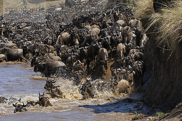 Streifengnus (Connochaetes taurinus)  Gnuherden überqueren den Fluss Mara  Tierwanderung  Masai Mara National Reserve  Kenia  Afrika