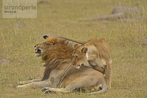 Löwen (Panthera leo) bei der Paarung  Masai Mara National Reserve  Kenia  Afrika