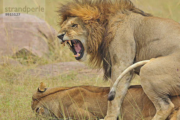 Löwen (Panthera leo) bei der Paarung  Masai Mara National Reserve  Kenia  Afrika