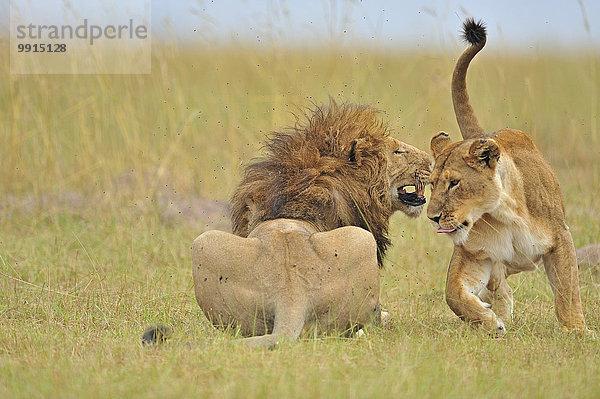 Löwen (Panthera leo) bei der Paarung  Masai Mara National Reserve  Kenia  Afrika