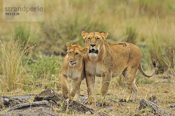 Zwei Löwinnen (Panthera leo) spielen  Masai Mara National Reserve  Kenia  Afrika