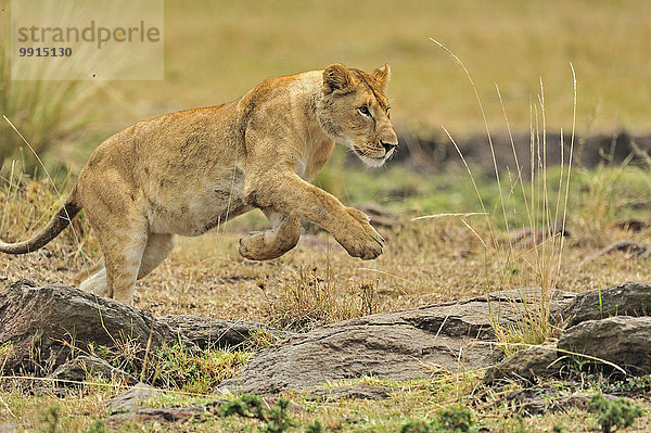 Löwin (Panthera leo)  Masai Mara National Reserve  Kenia  Afrika