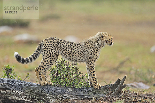 Gepard (Acinonyx jubatus)  Jungtier  Masai Mara National Reserve  Kenia  Afrika