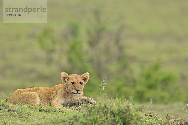 Löwe (Panthera leo)  Jungtier  Masai Mara National Reserve  Kenia  Afrika